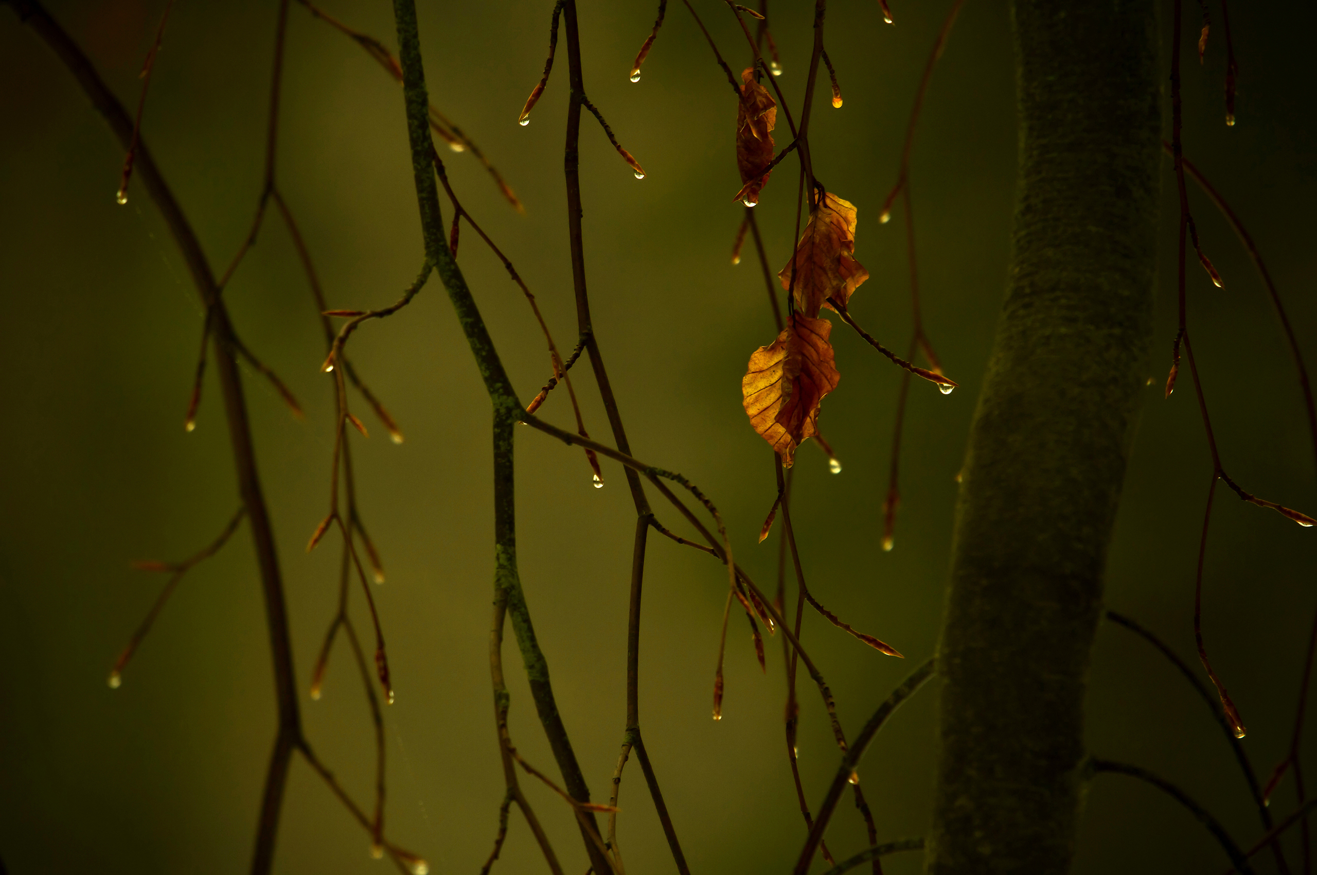 引用 席慕容 独白 